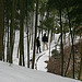 walking in the forest