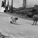 cat and dog
